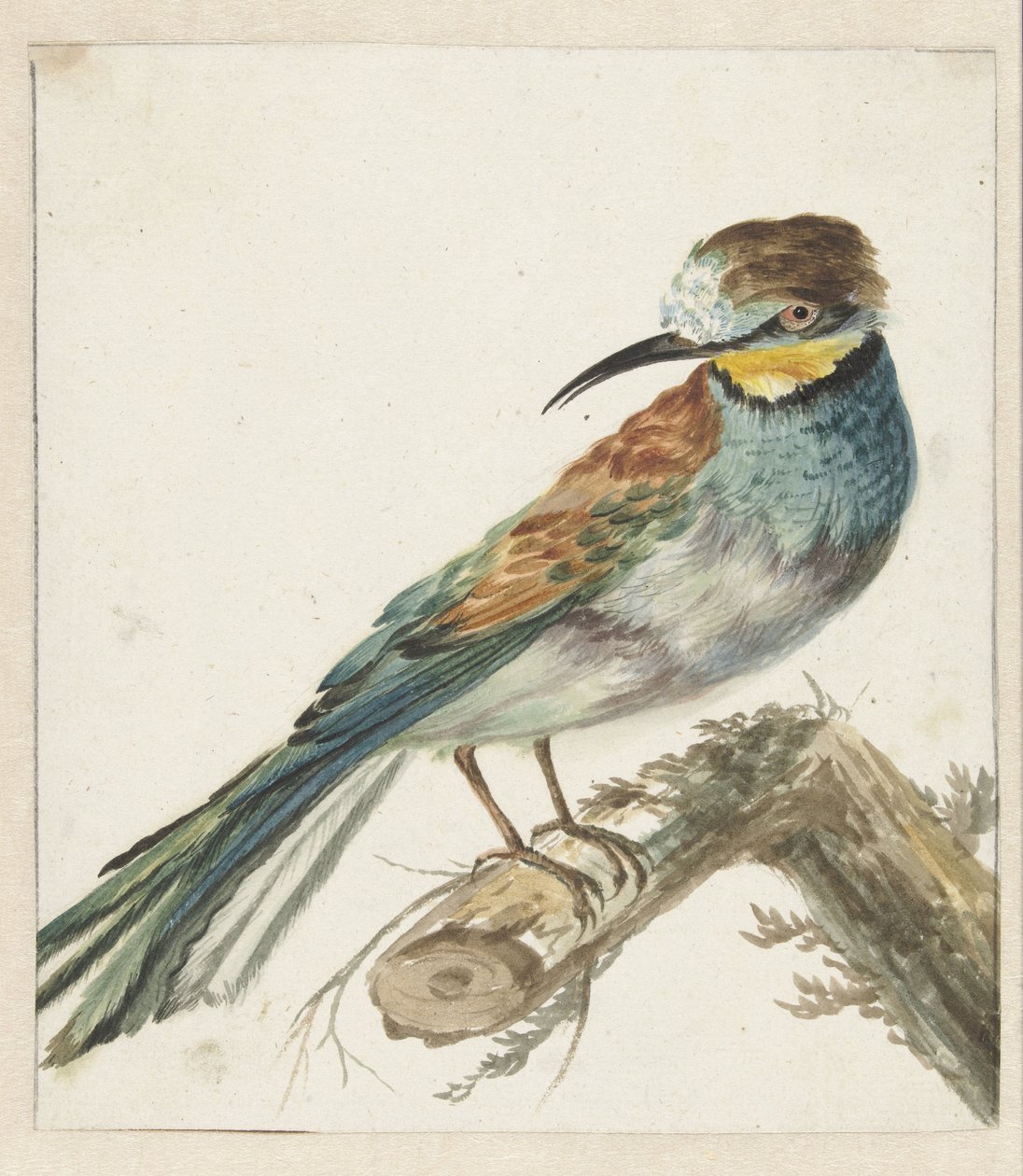 Gruccione (Merops apiaster) da Jan Baptist Weenix