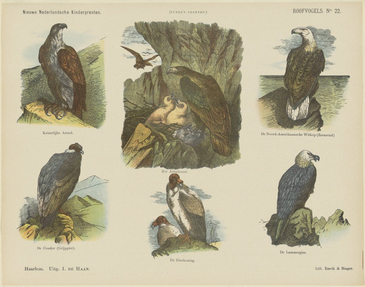 Uccelli rapaci da Jan de Haan