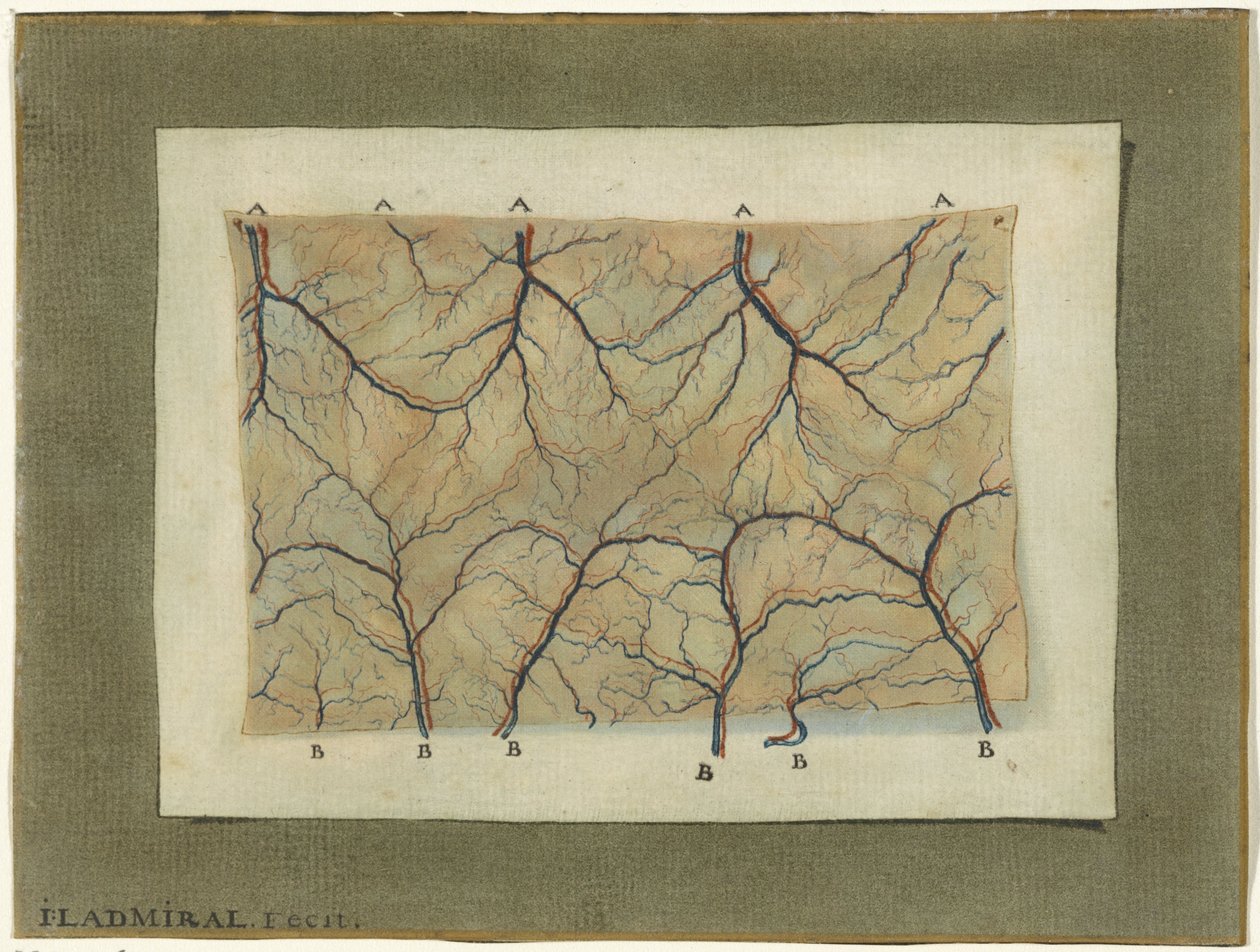 Studio anatomico del sistema vascolare da Jan l