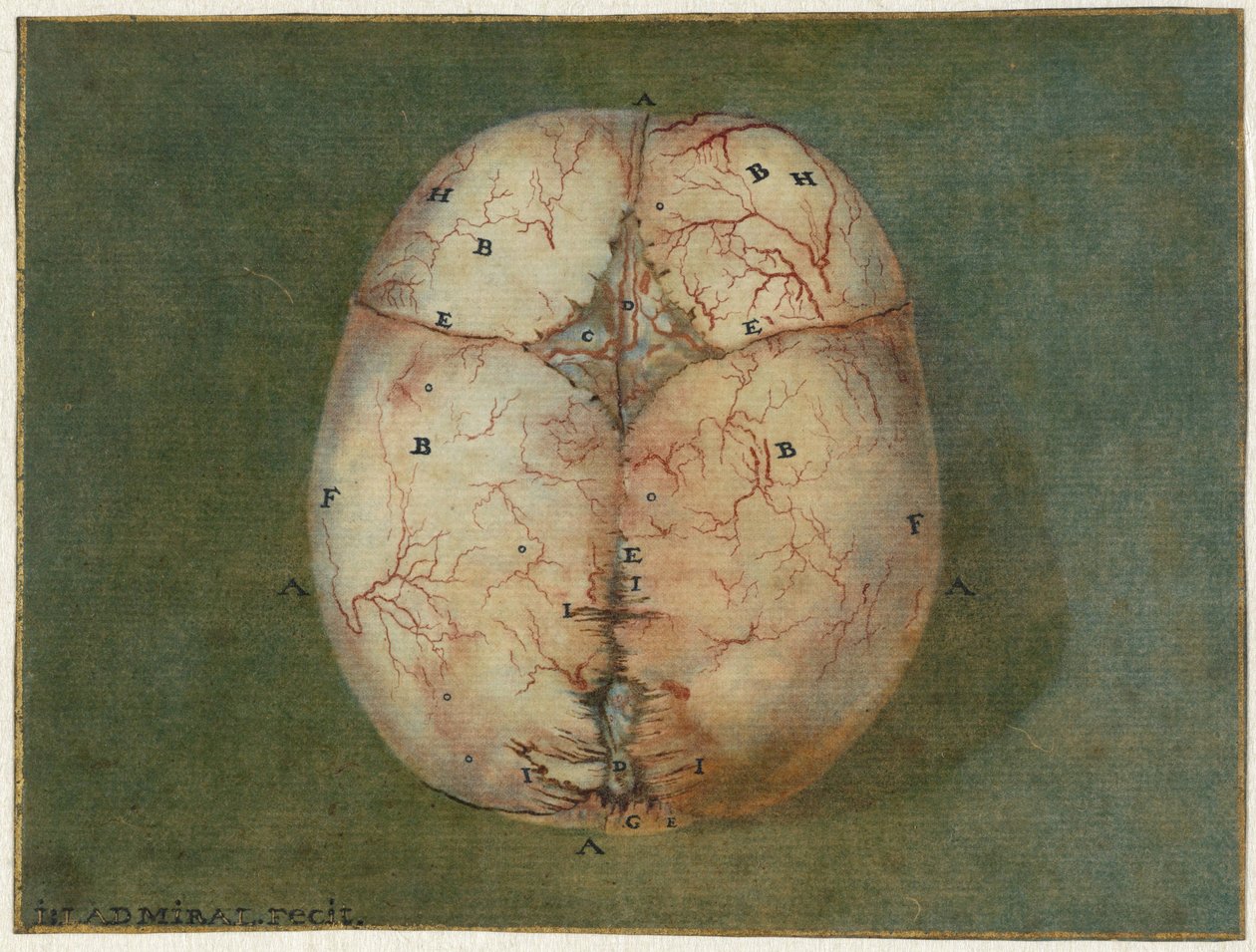 Stampe del cervello e del cuore da Jan l