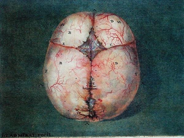 Il cervello, da 