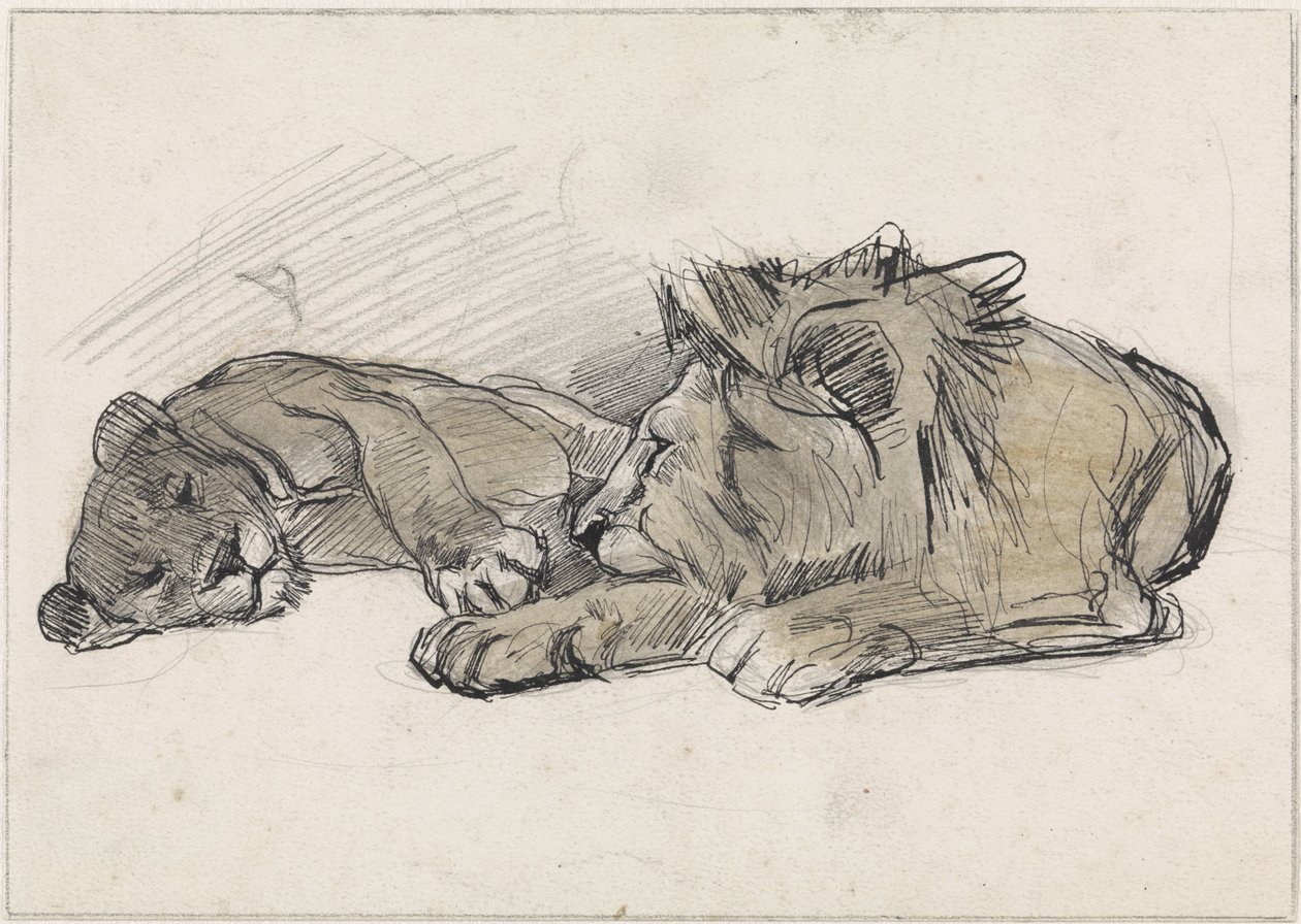 Leone e leonessa sdraiati da Jan van Essen
