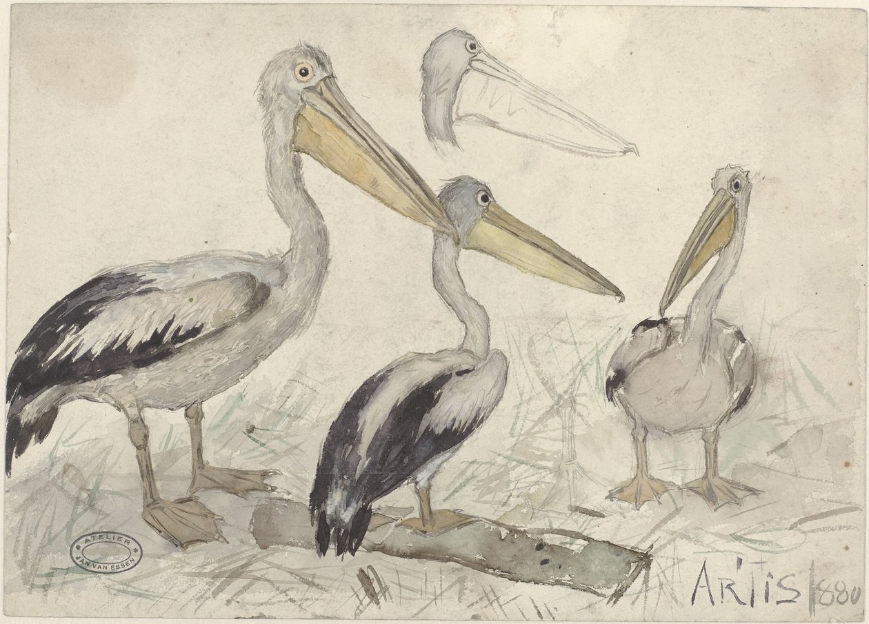 Pellicani nello Zoo di Artis da Jan van Essen