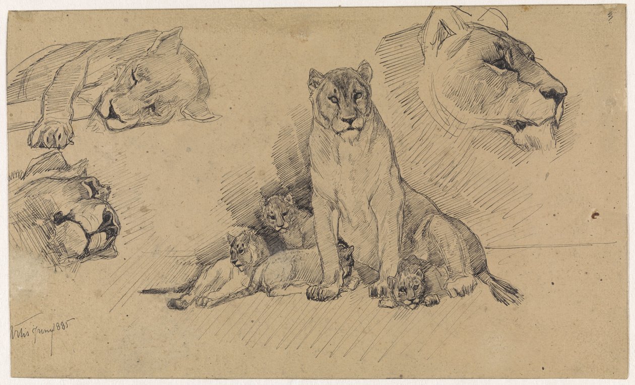 Foglio di studio con leoni e cuccioli da Jan van Essen
