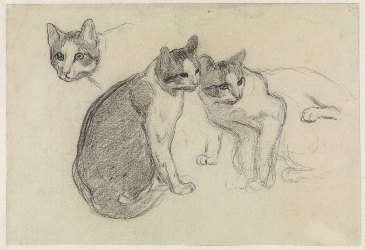 Foglio di studio con gatti da Jan van Essen