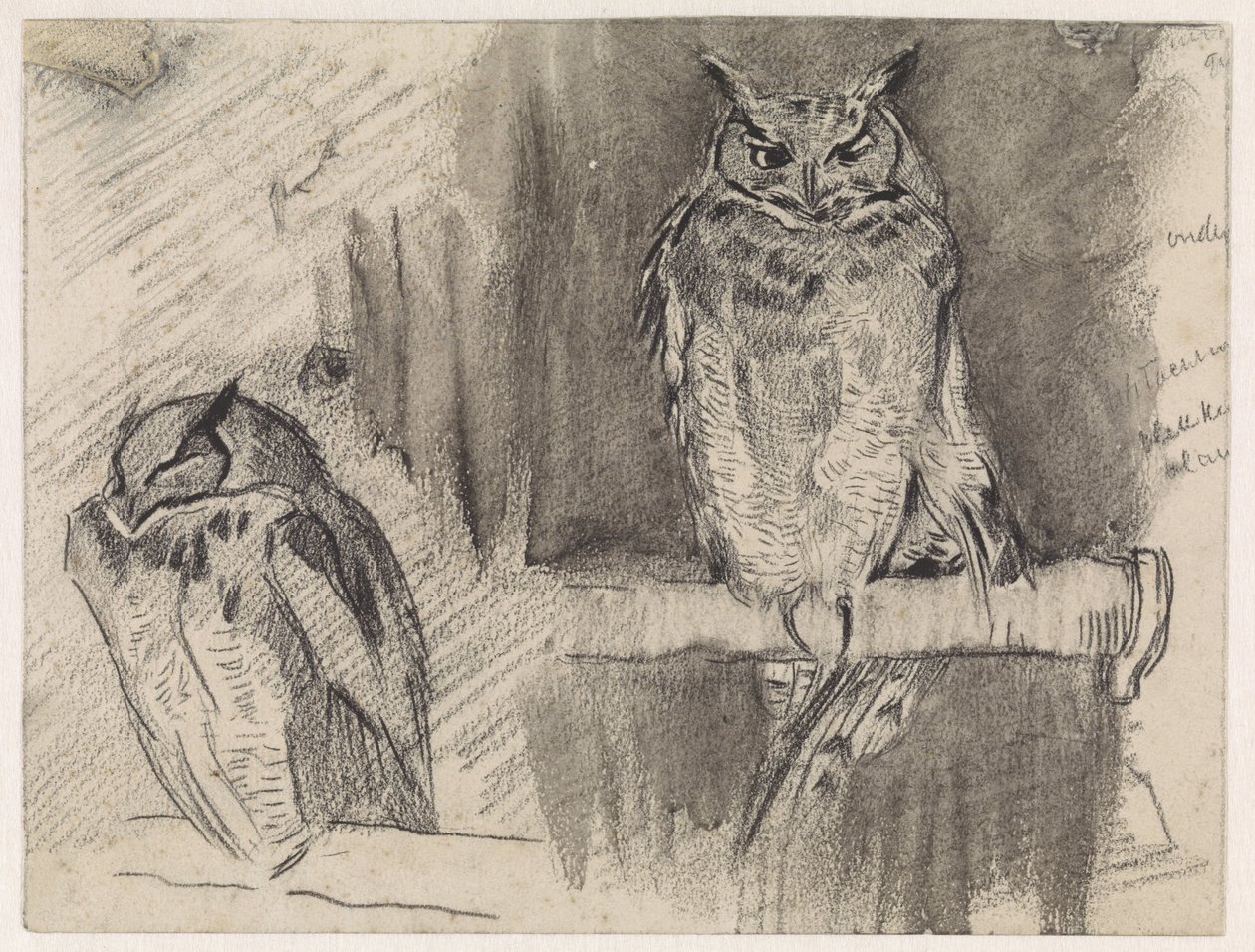 Due studi di un gufo da Jan van Essen