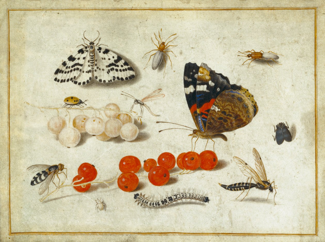 Farfalla, bruco, falena, insetti e ribes, c.1650-65 da Jan van Kessel the Elder