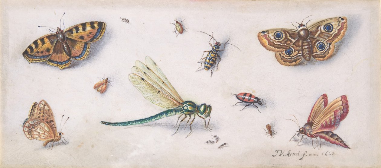 Insetti, farfalle e una libellula da Jan van Kessel