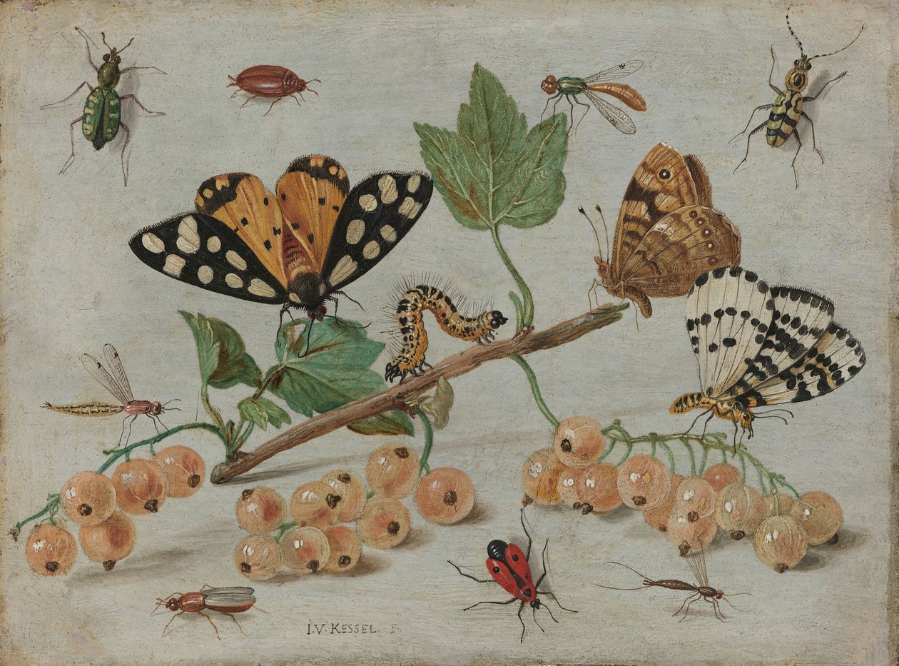 Insetti e frutta, c.1660-5 da Jan van Kessel the Elder
