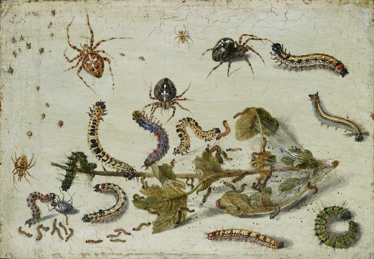 Varie Ragni e Bruchi, con un Ramo di Uva Spina da Jan van Kessel