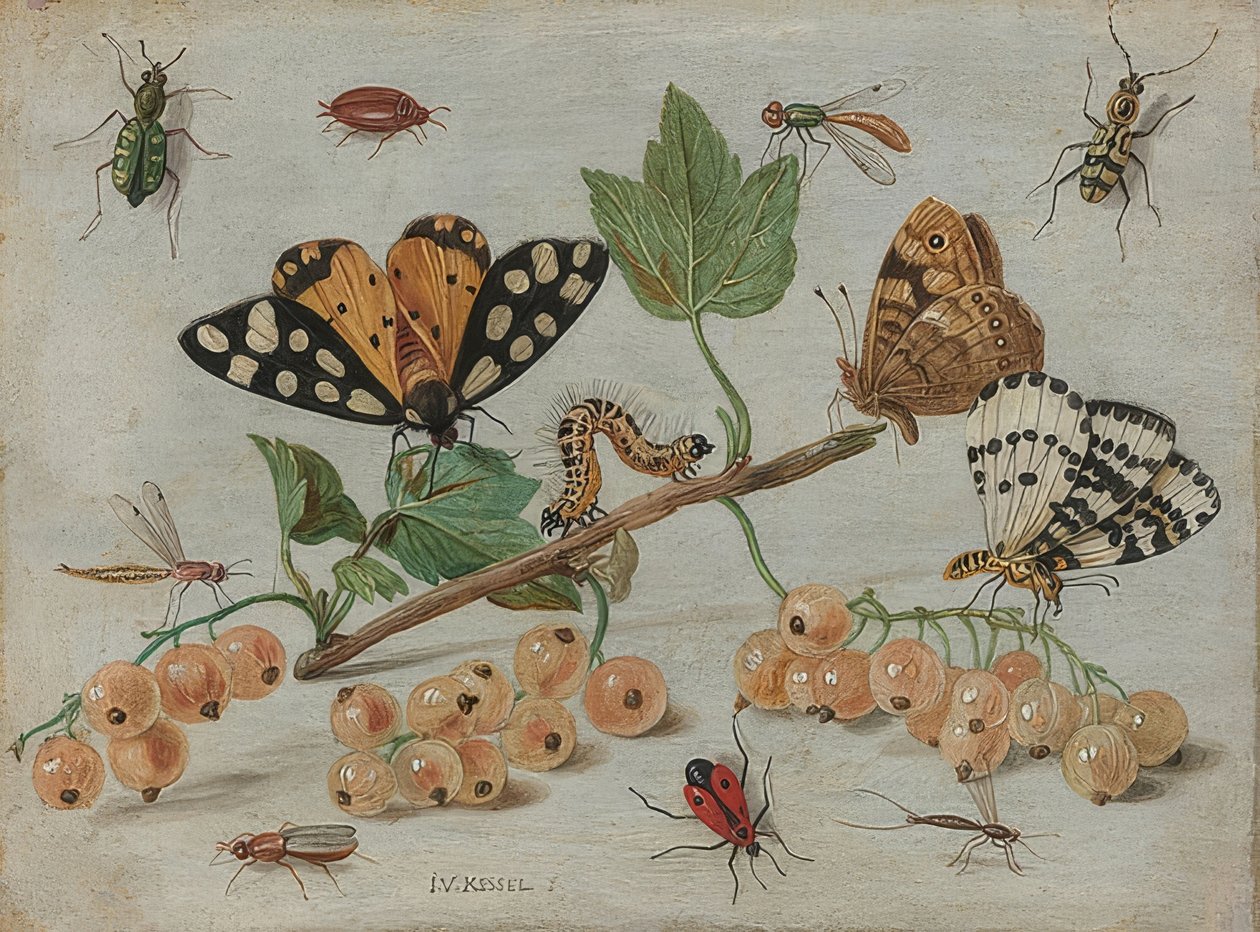 Insetti e frutti da Jan van Kessel the Elder