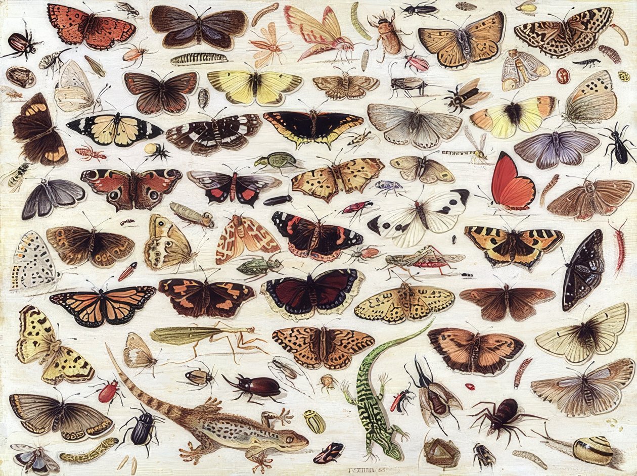 Studio di farfalle e altri insetti da Jan van Kessel the Elder