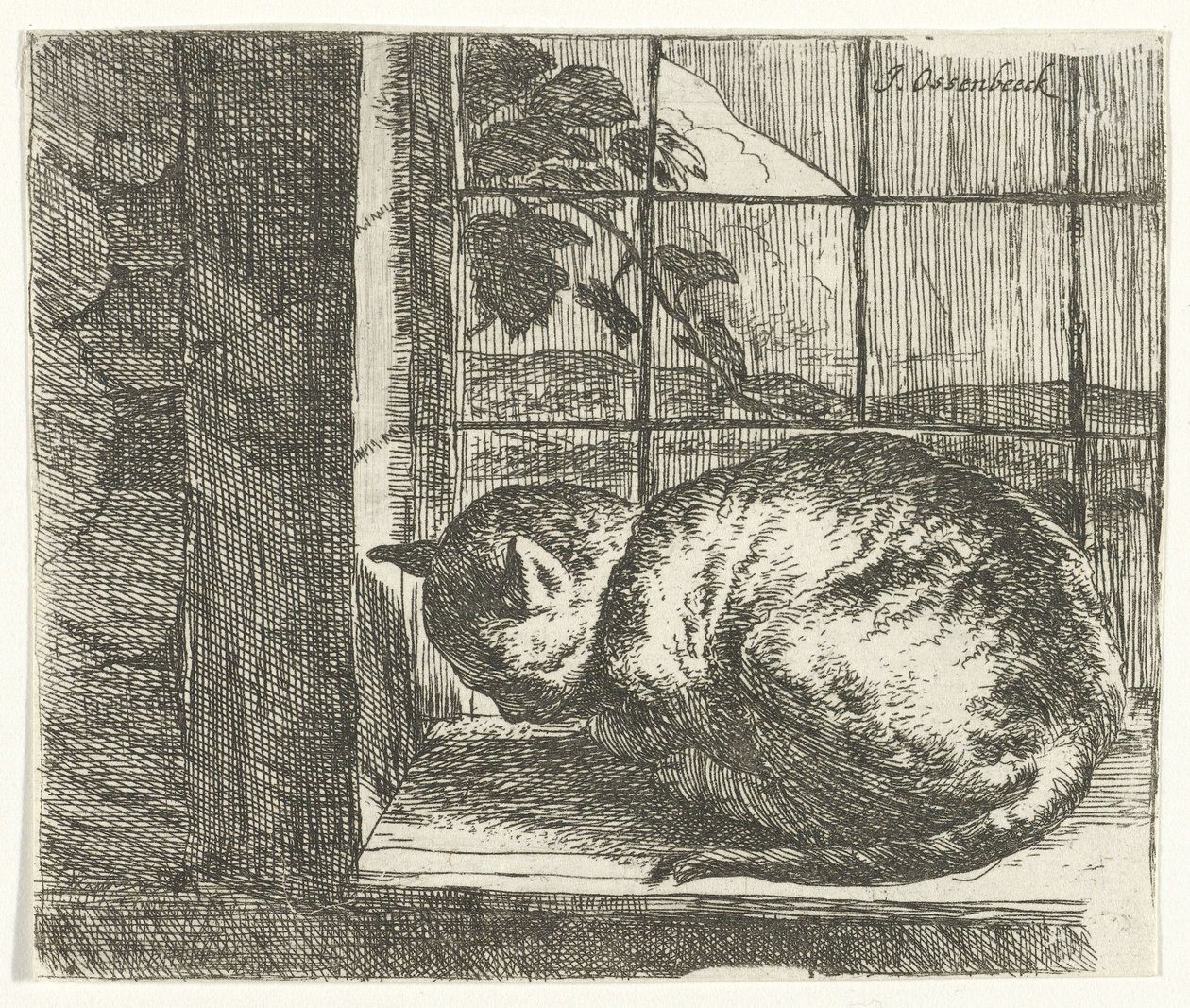 Gatto sul davanzale da Jan van Ossenbeeck