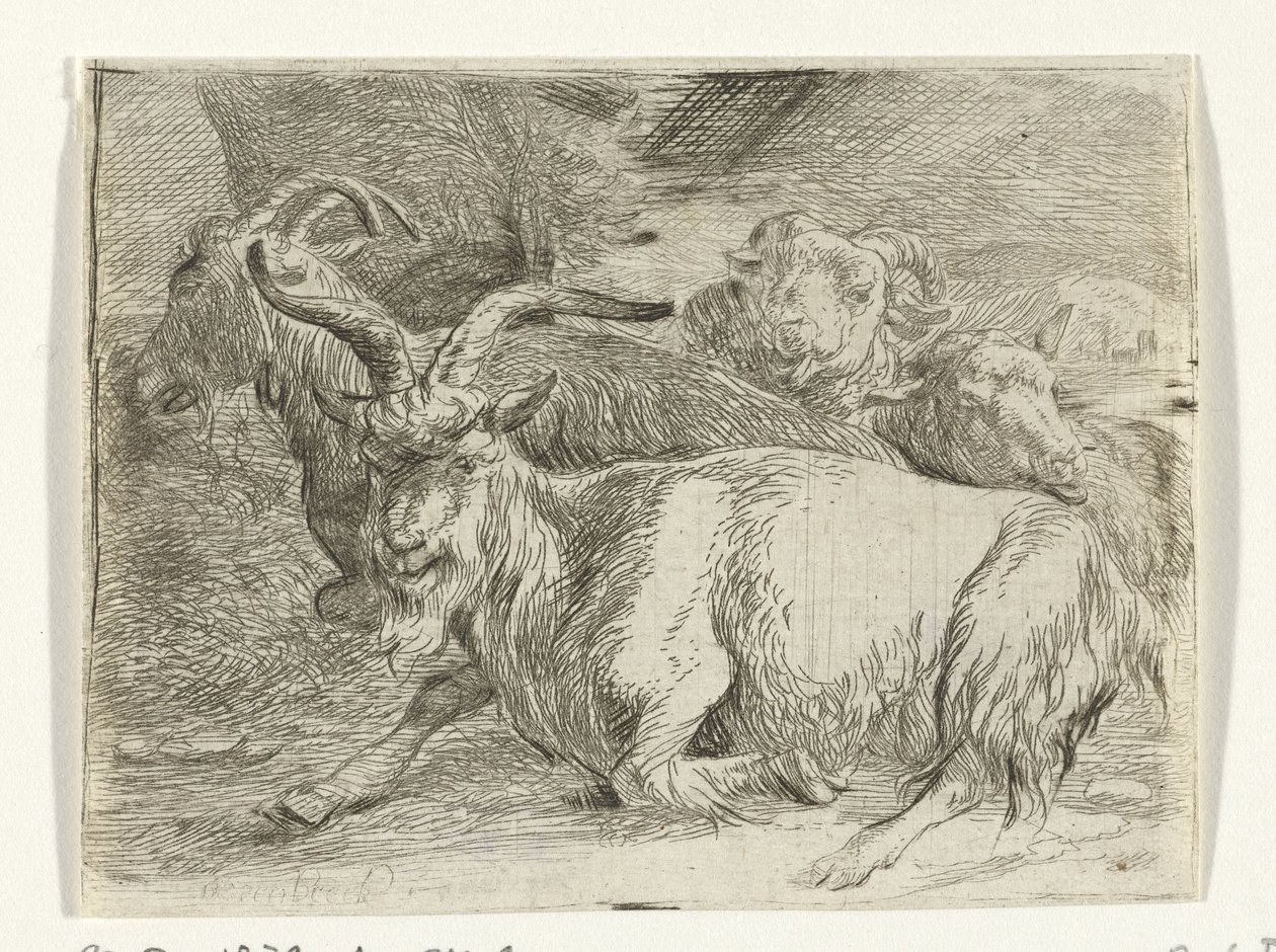 Due capre e due pecore da Jan van Ossenbeeck