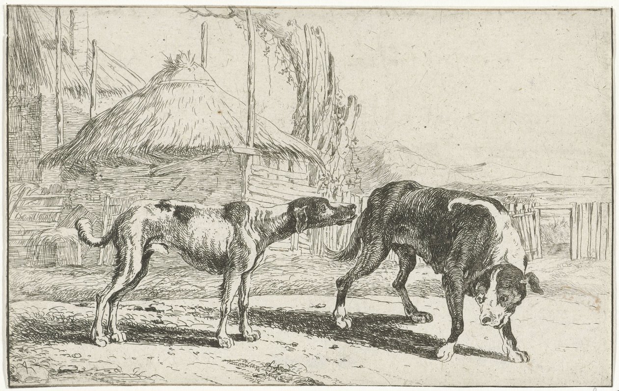 Cane maschio e femmina da Jan van den Hecke