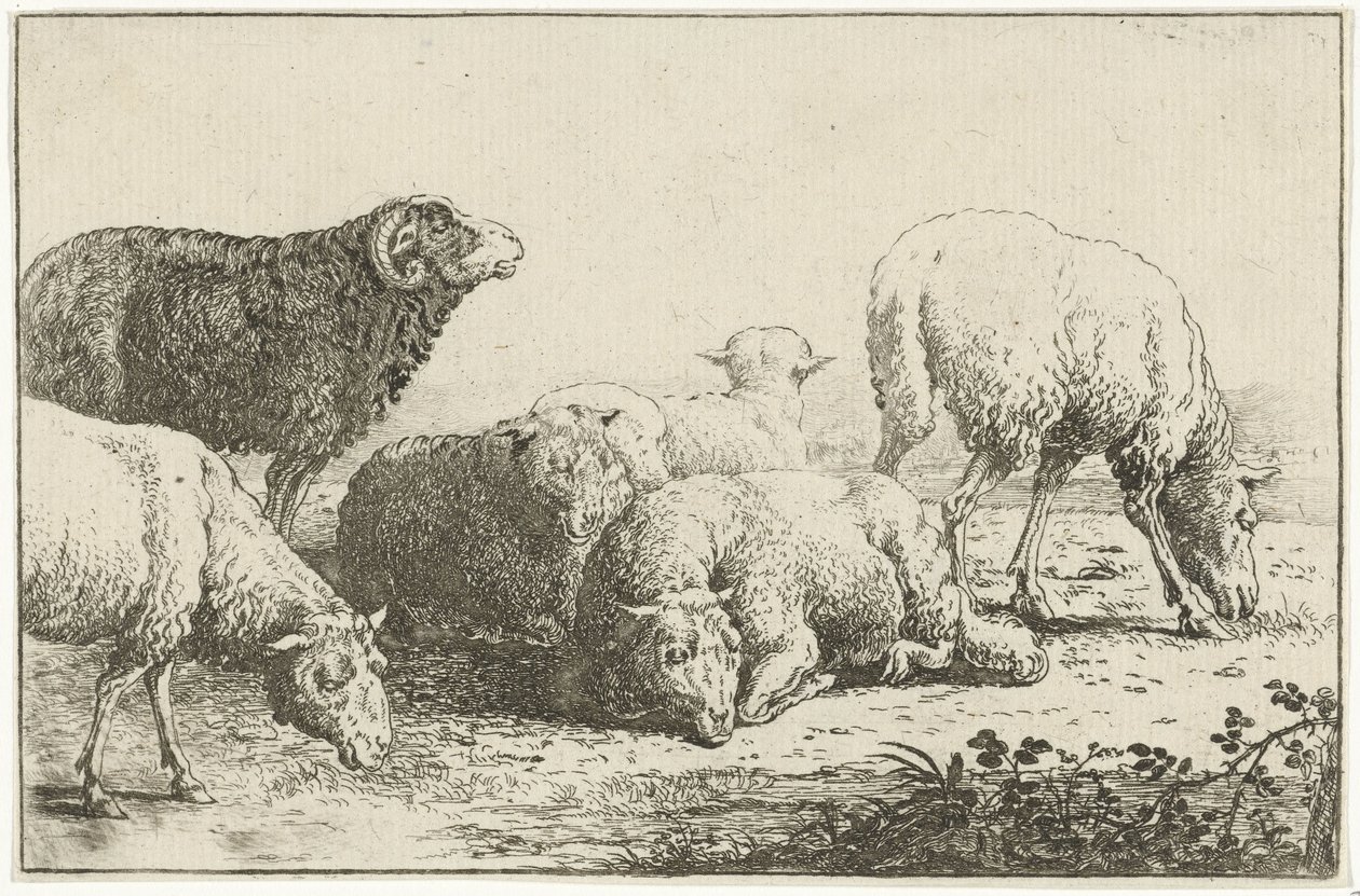 Pecore da Jan van den Hecke