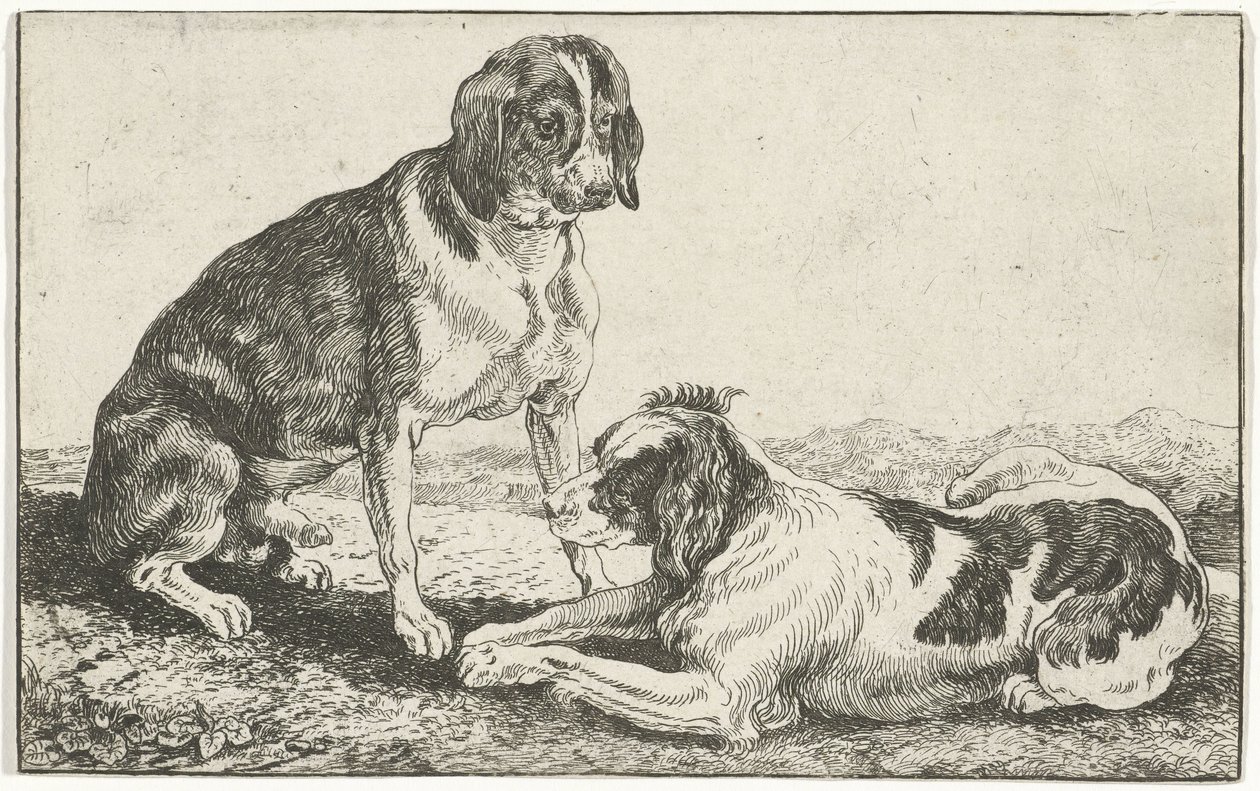 Due cani a riposo da Jan van den Hecke
