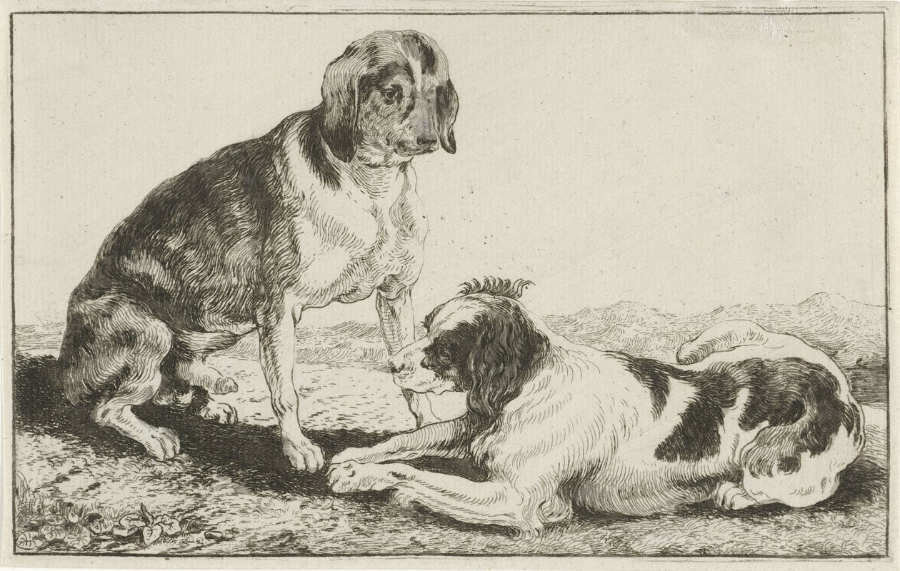 Due cani a riposo da Jan van den Hecke