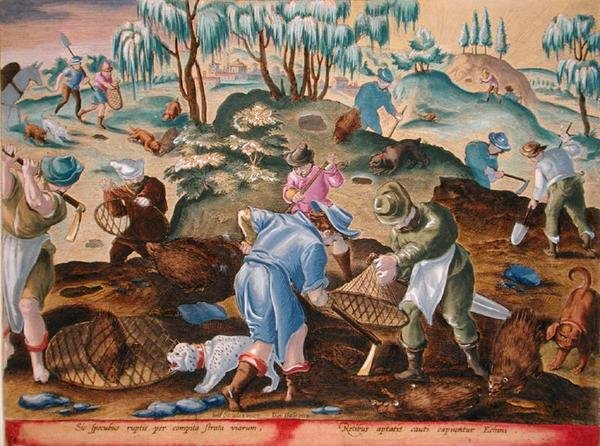 Scavare e catturare porcospini, tavola 54 