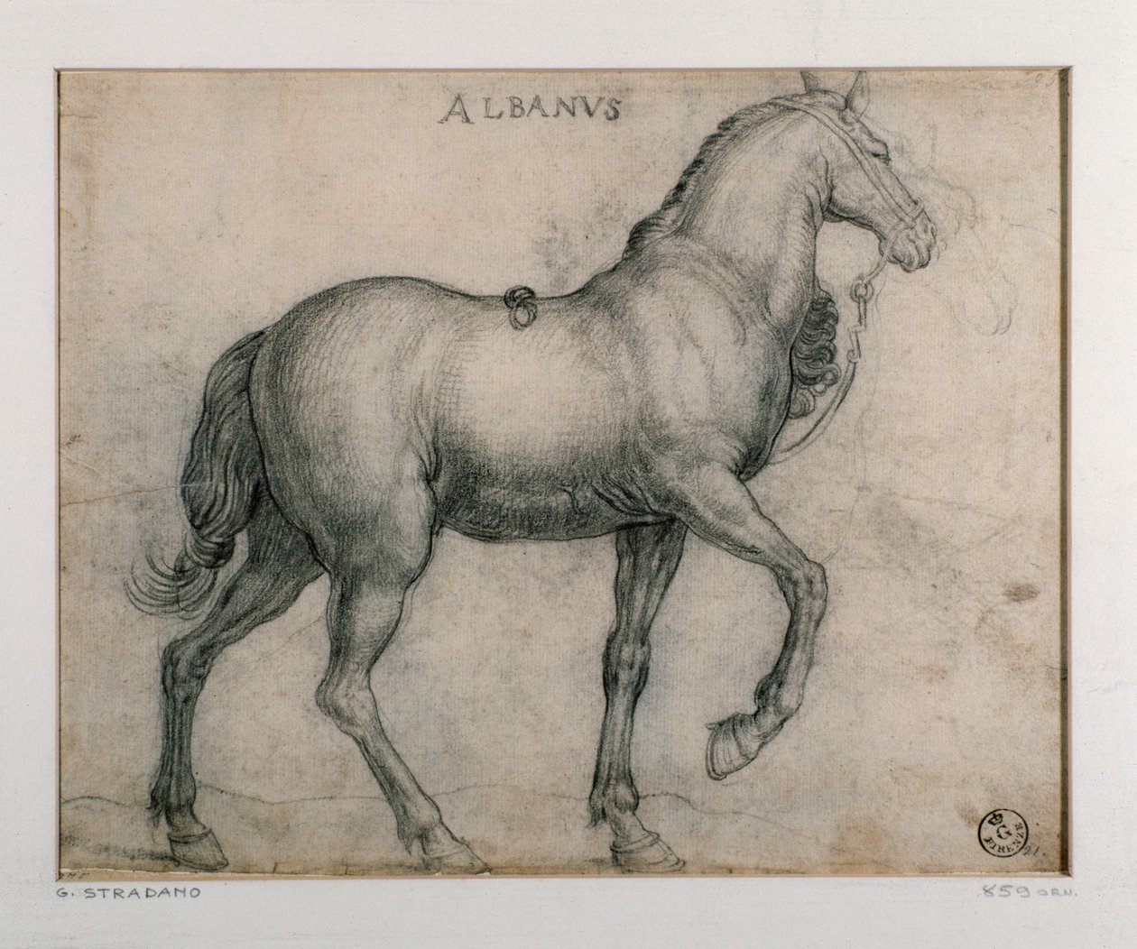Studio per un cavallo. Disegno di Giovanni Stradano da Jan van der Straet
