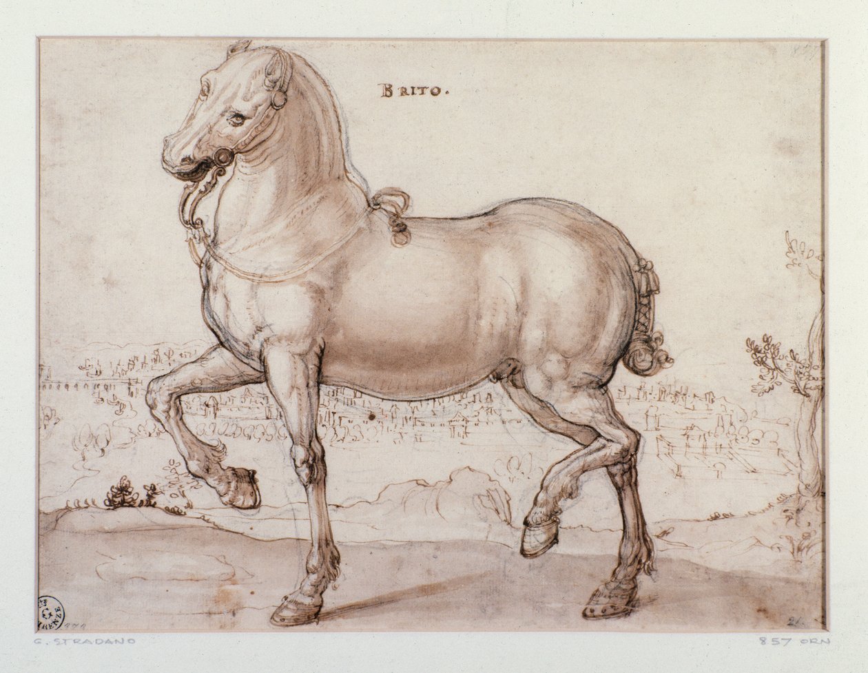 Studio per un cavallo Disegno di Giovanni Stradano da Jan van der Straet