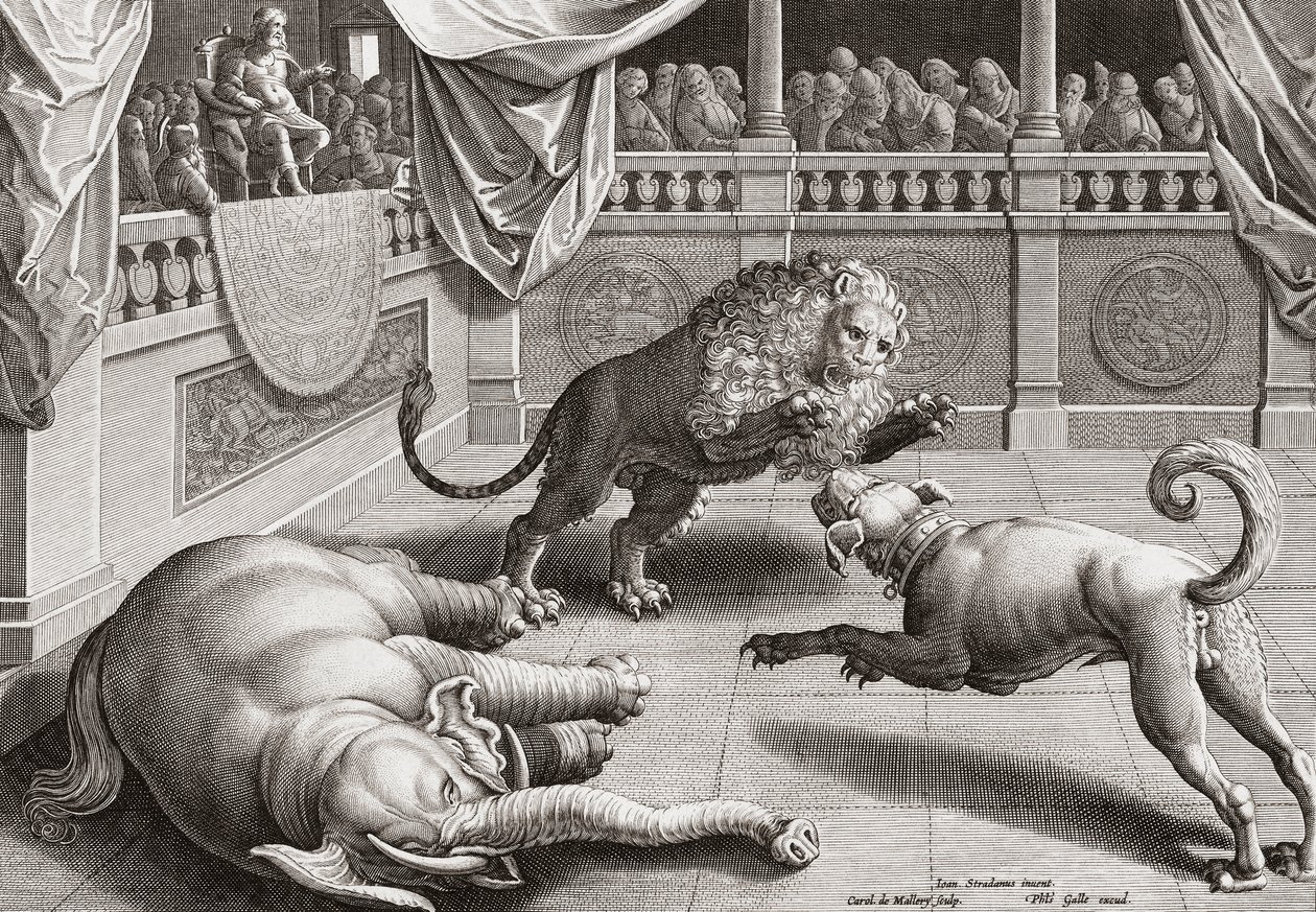 Alessandro Magno che osserva gli animali combattere, XVI secolo da Jan van der 1523 1605 after Straet