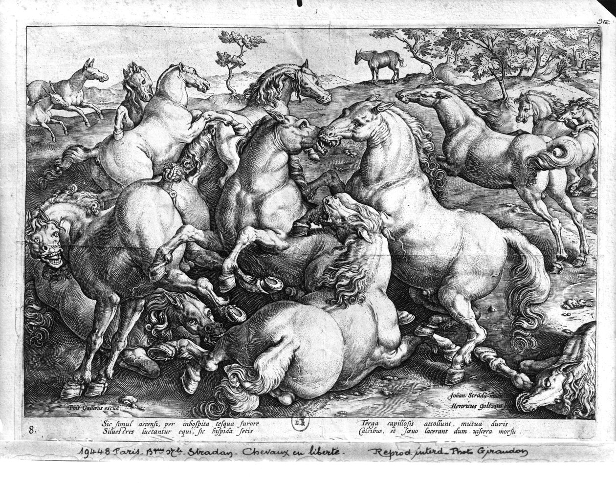Cavalli in libertà da Jan van der Straet
