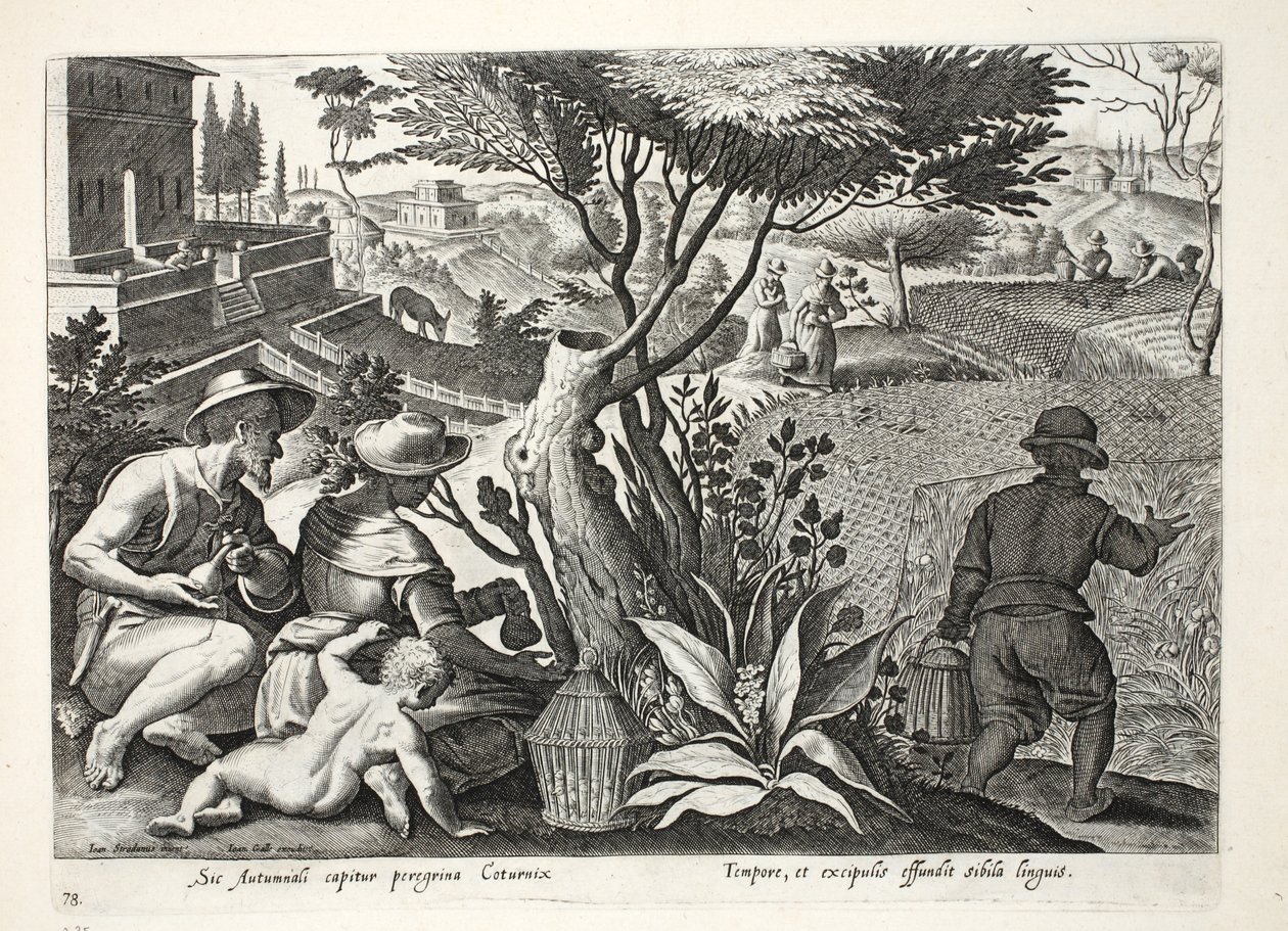 Caccia alla quaglia, illustrazione da 
