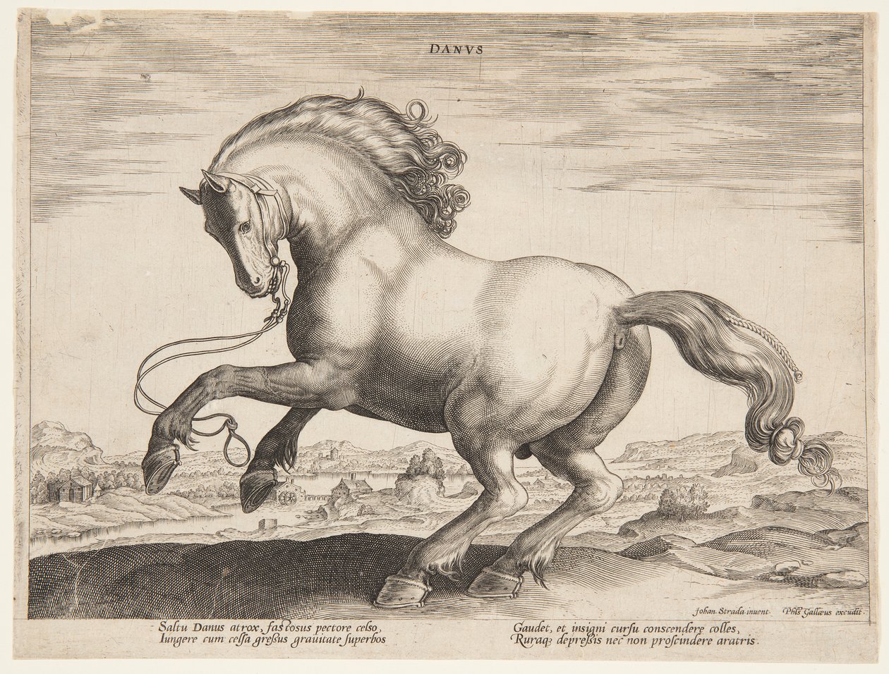 Un cavallo danese, dal quarto set di "Equile Joannis Austriaci" da Jan van der Straet, called Stradanus