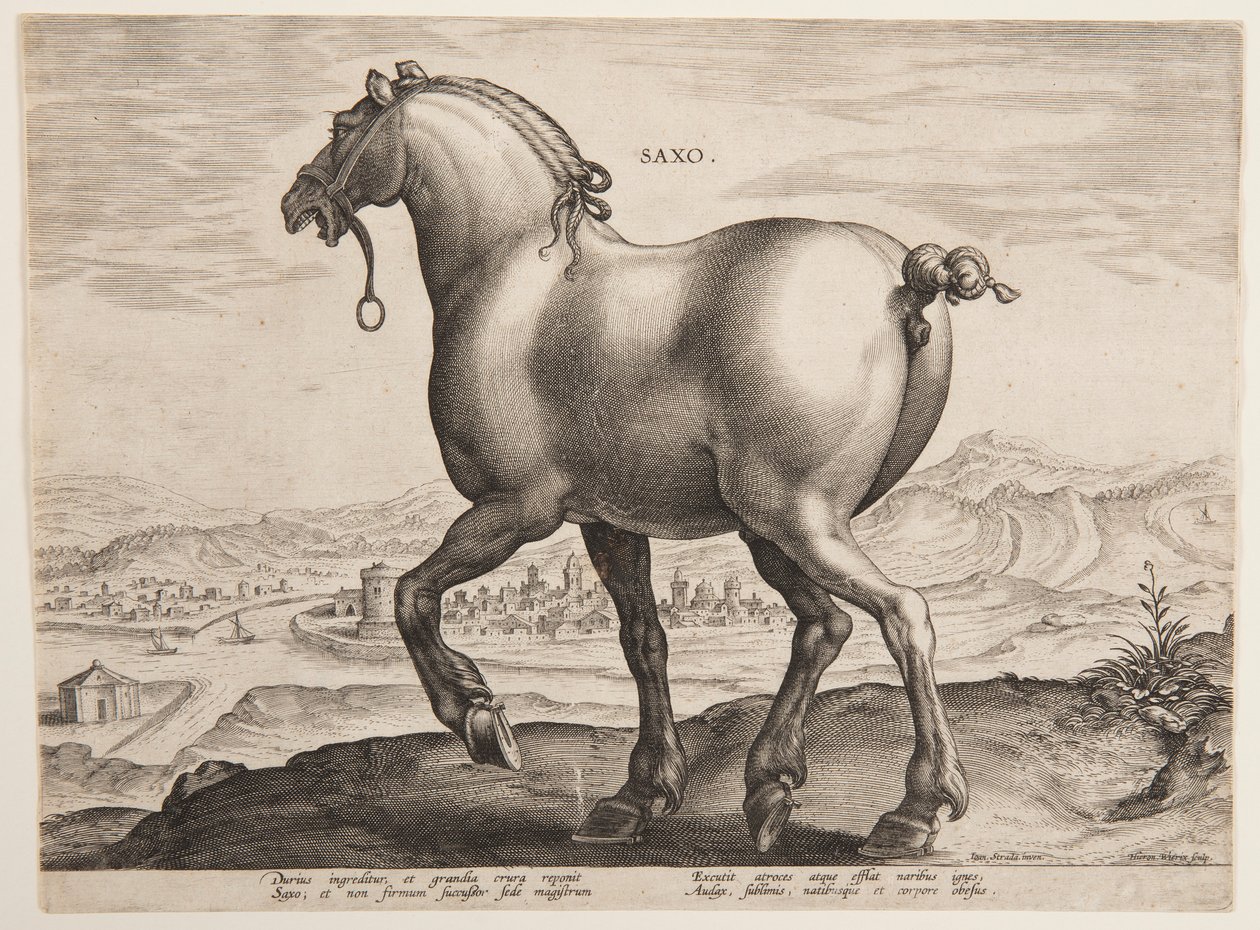 Un cavallo sassone, dal primo set di "Equile Joannis Austriaci" da Jan van der Straet, called Stradanus