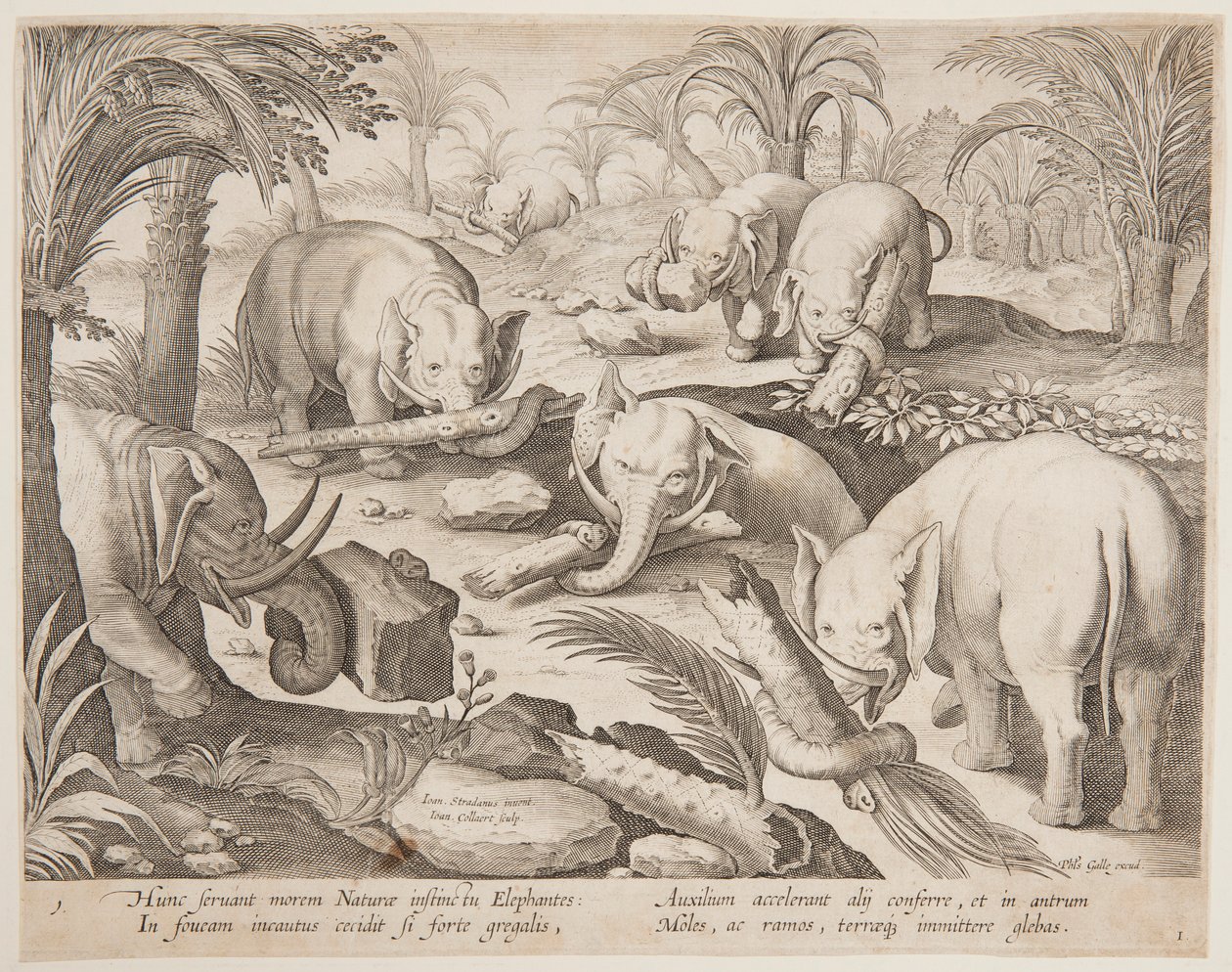 Elefanti che si aiutano a uscire da una trappola, tavola 1 dalla serie Venationes Ferarum, Avium, Piscium da Jan van der Straet, called Stradanus