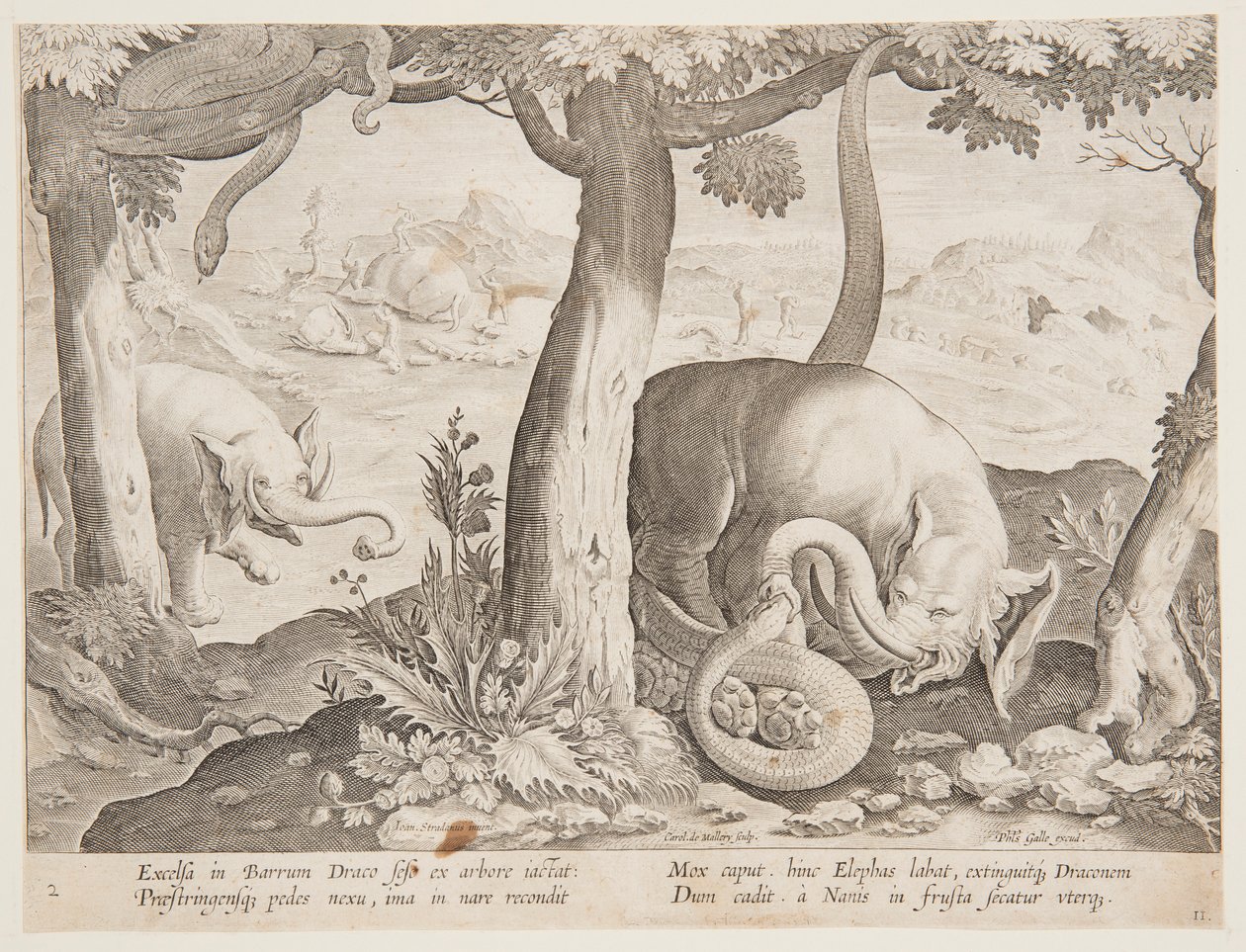 Combattimento tra elefanti e serpenti, tavola 2 dalla serie Venationes Ferarum, Avium, Piscium da Jan van der Straet, called Stradanus
