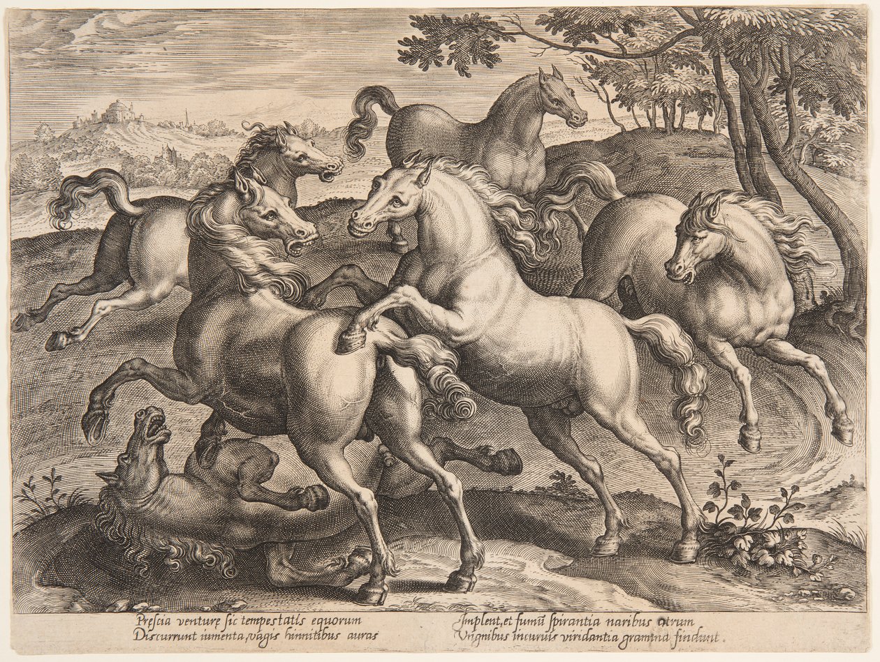 Cavalli combattenti, dal quarto set di "Equile Joannis Austriaci" da Jan van der Straet, called Stradanus
