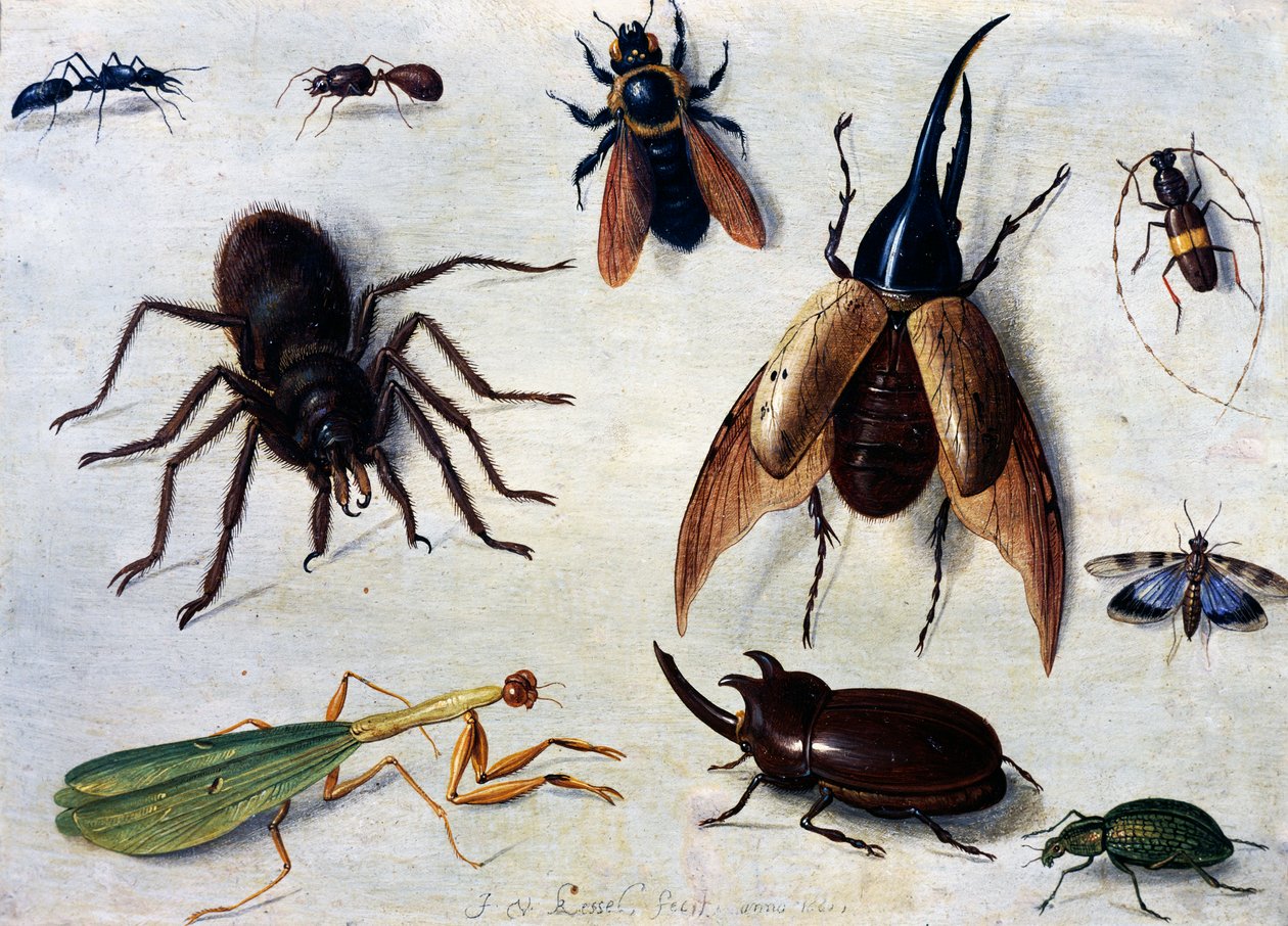 Insetti da Jan van the Elder Kessel