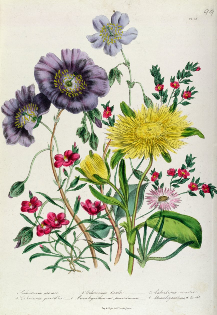 Calandrinia, tavola 18 da 