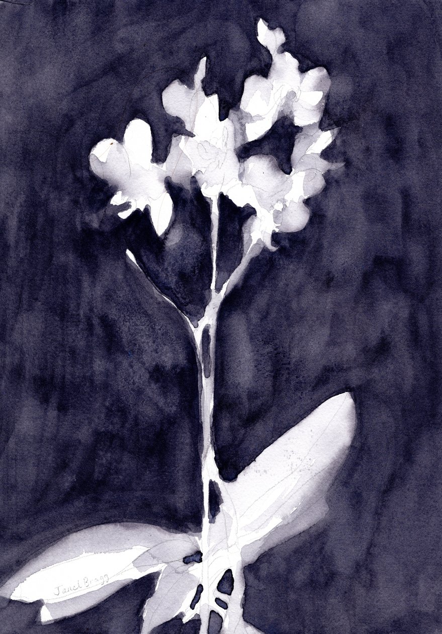 Impressione di orchidea in grigio blu scuro, 2019 circa (acquerello su carta) da Janel Bragg