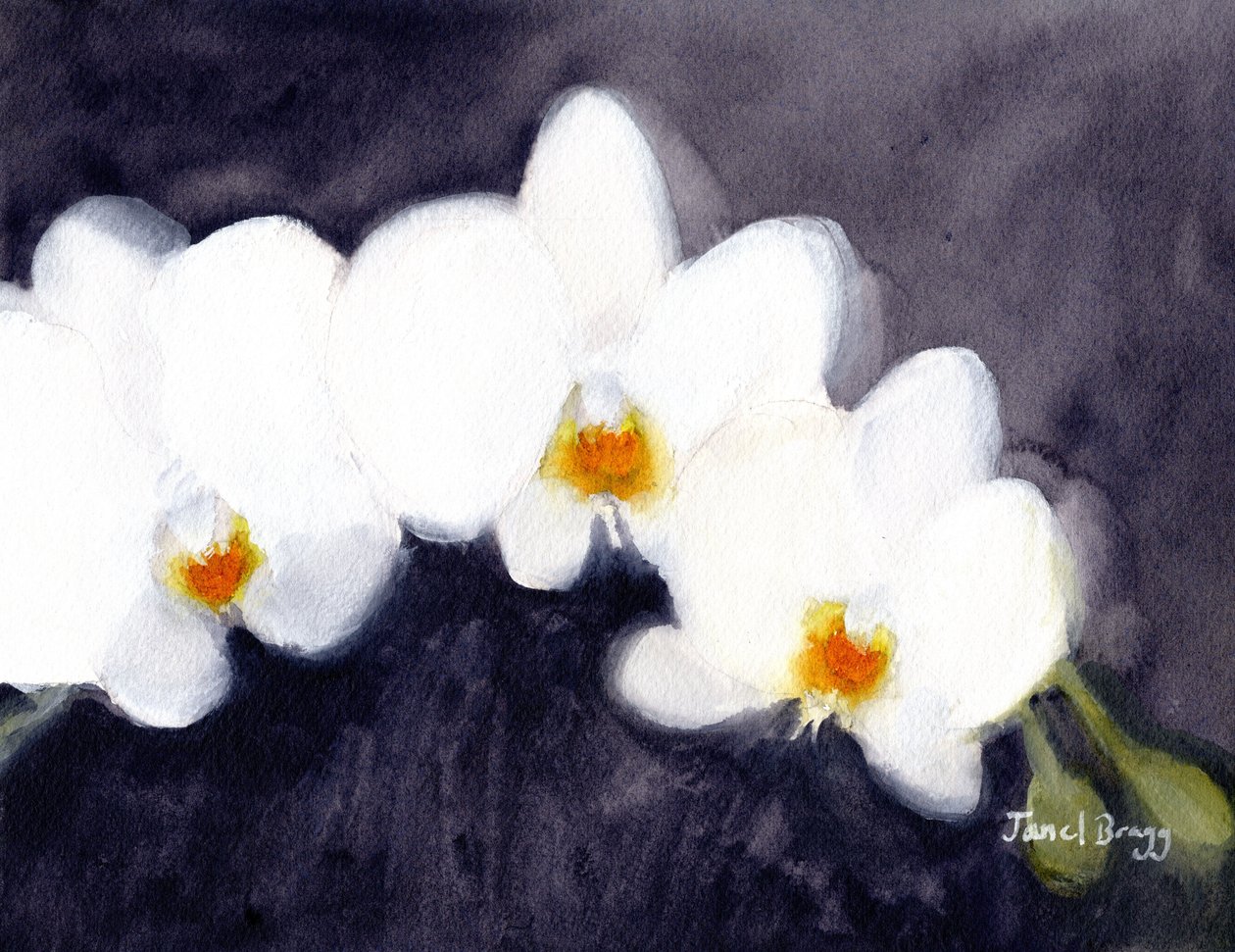 Orchidea Phalaenopsis bianca, c.2021 da Janel Bragg