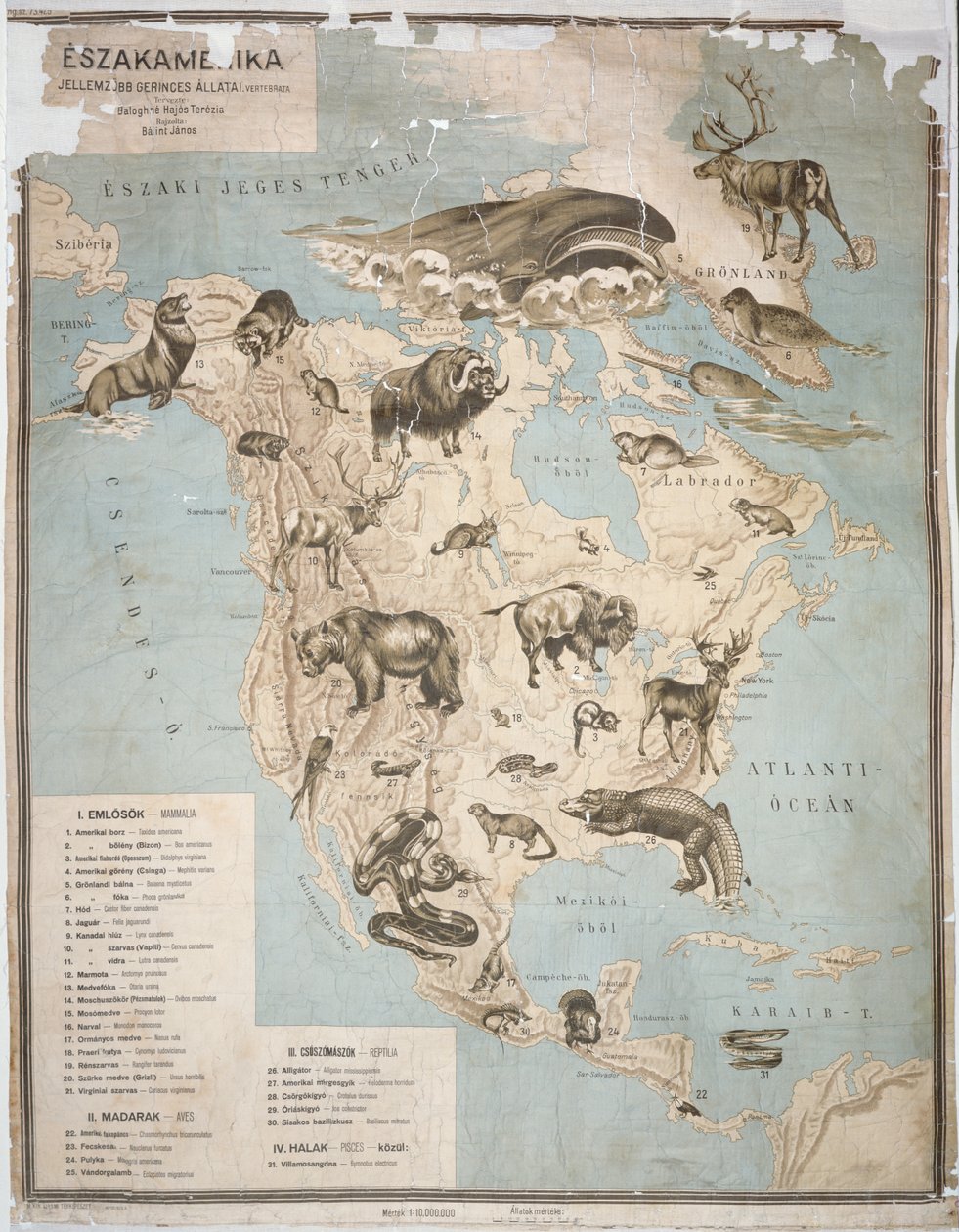 Mappa degli animali in Nord America da Janos Balint