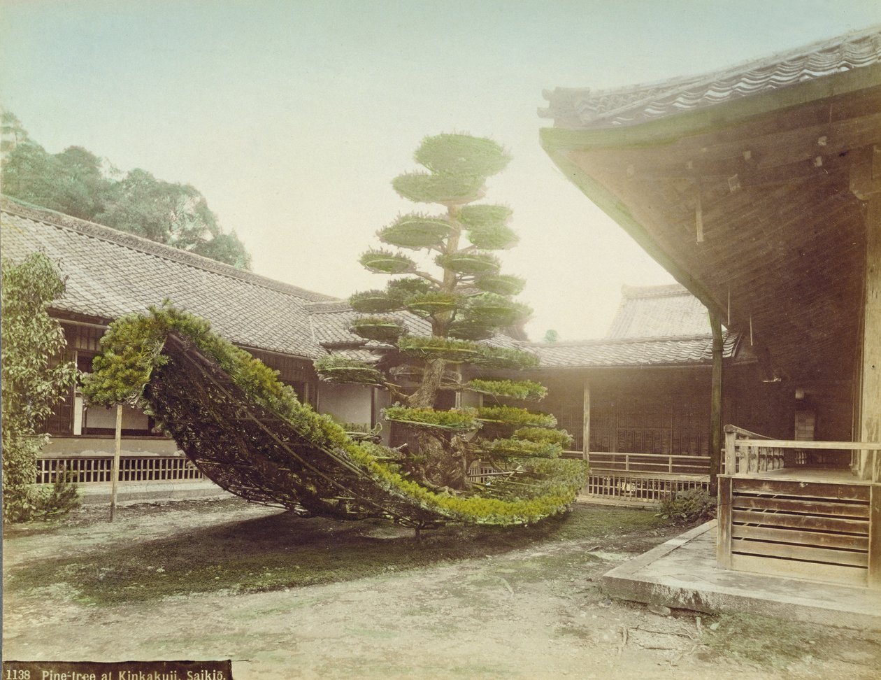 Pino a Kinkaku-ji, Kyoto, c.1905 da Japanese Photographer
