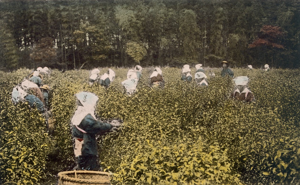 Donne che raccolgono tè, con supervisore maschio da Japanese Photographer