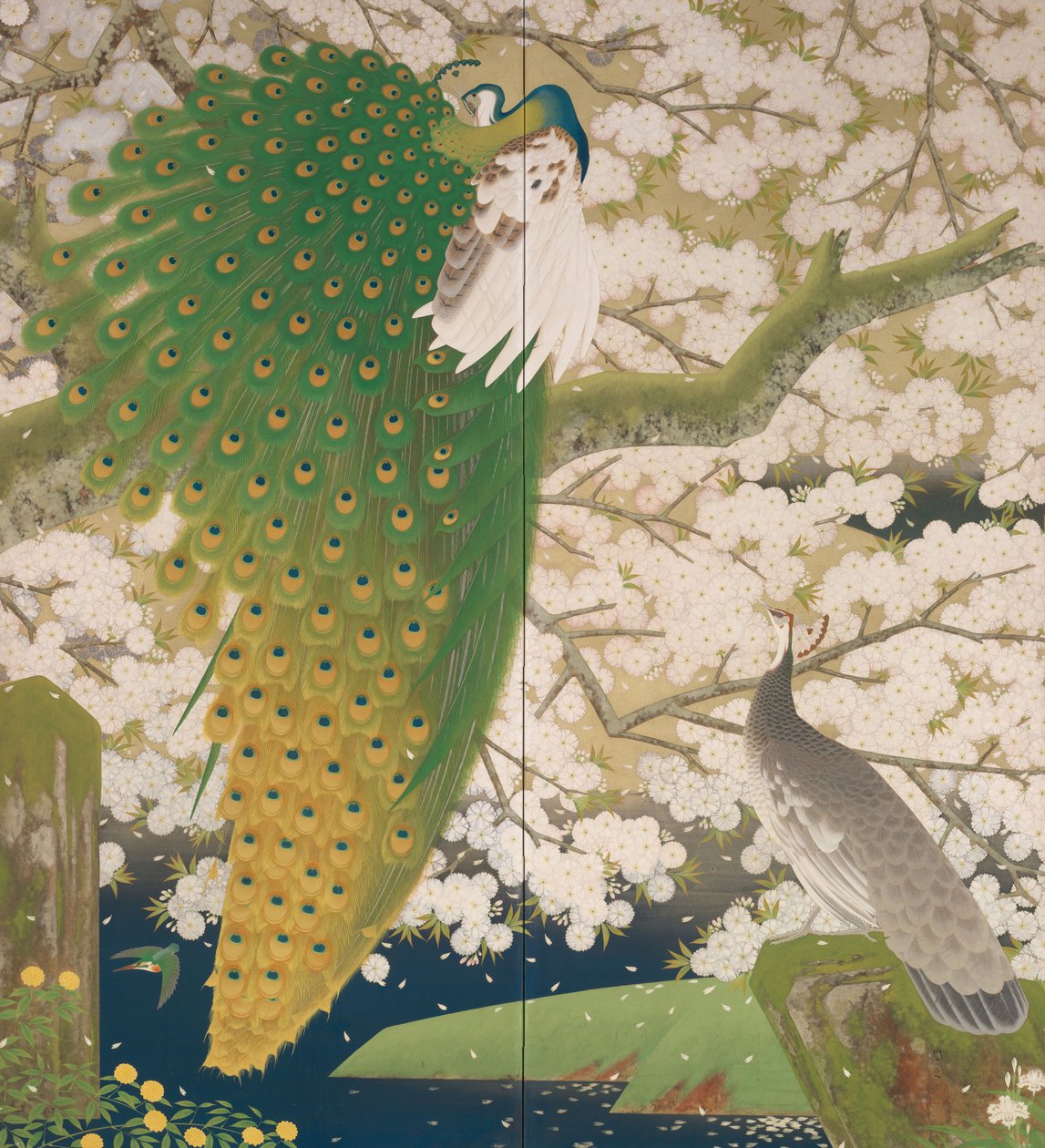 Pavoni e ciliegio da Japanese School