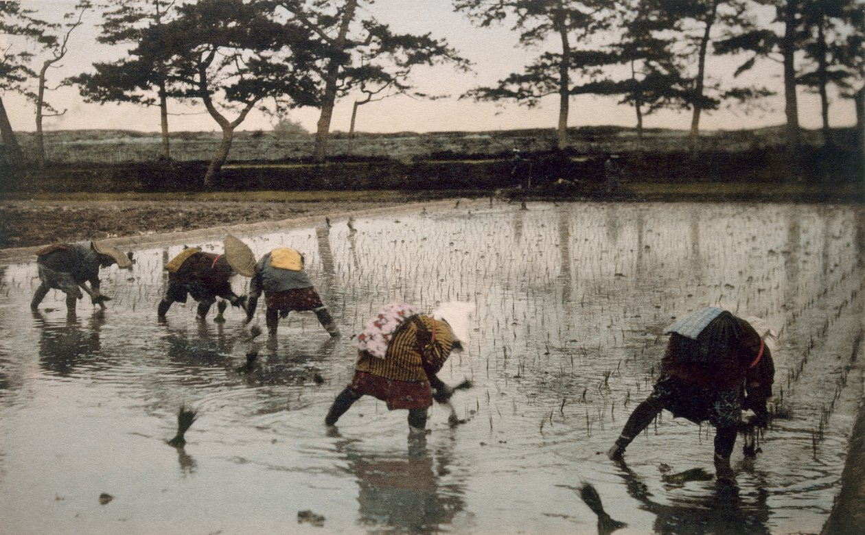 Cinque contadini che ripiantano il riso in una risaia da Japanese Photographer