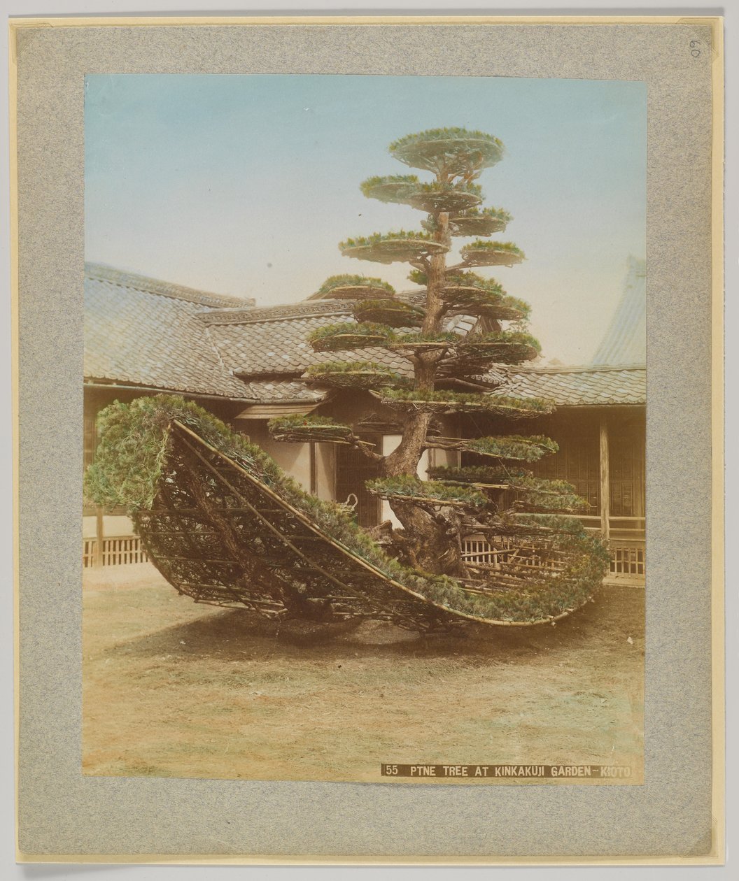Pino al giardino Kinkakuji, Kyoto, Giappone da Japanese Photographer