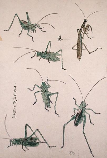 Cavallette da Japanese School