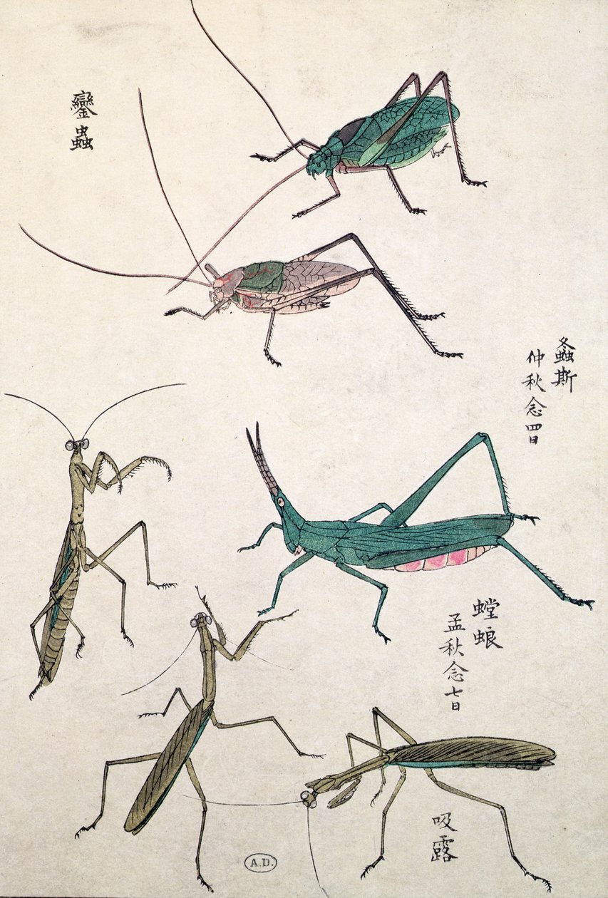 Cavallette e mantidi (stampa a blocchi di legno a colori) da Japanese School