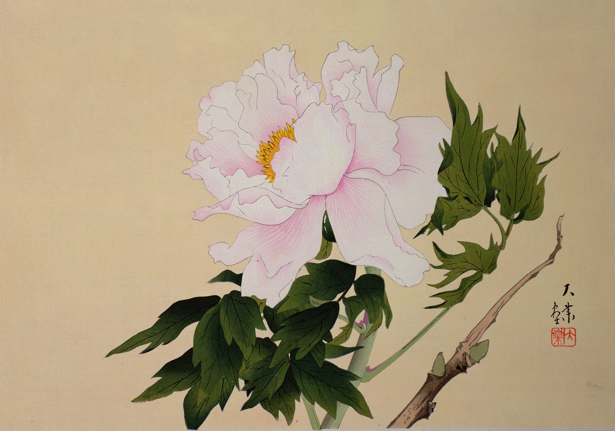 Peonia, pub. 1950 da Japanese School