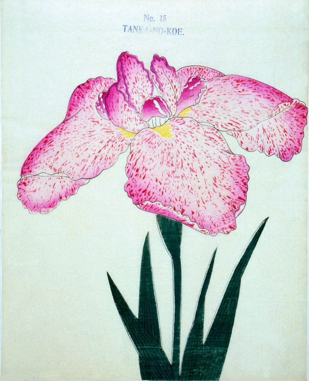 Tanka-no.-Koe, n.15, 1898 da Japanese School