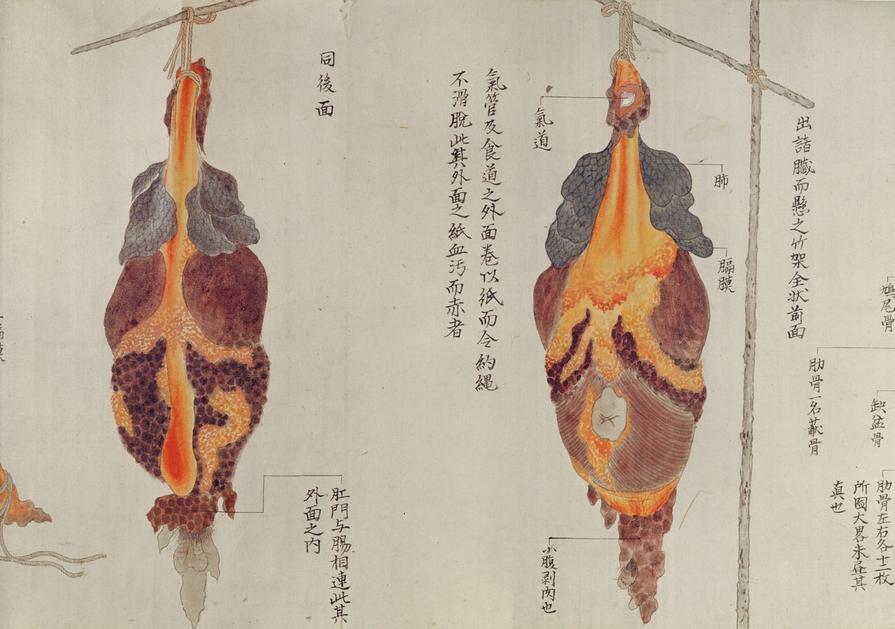 I polmoni dalla dissezione di una vittima di tortura del 1796, da un makimono di un medico Midori, 1842 da Japanese School