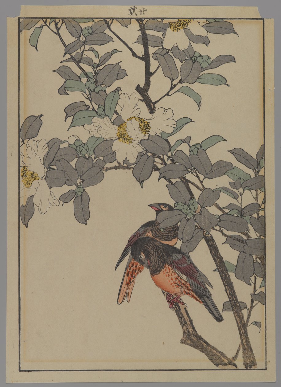 Due uccelli con fiori bianchi, periodo Meiji, 1892 da Japanese School