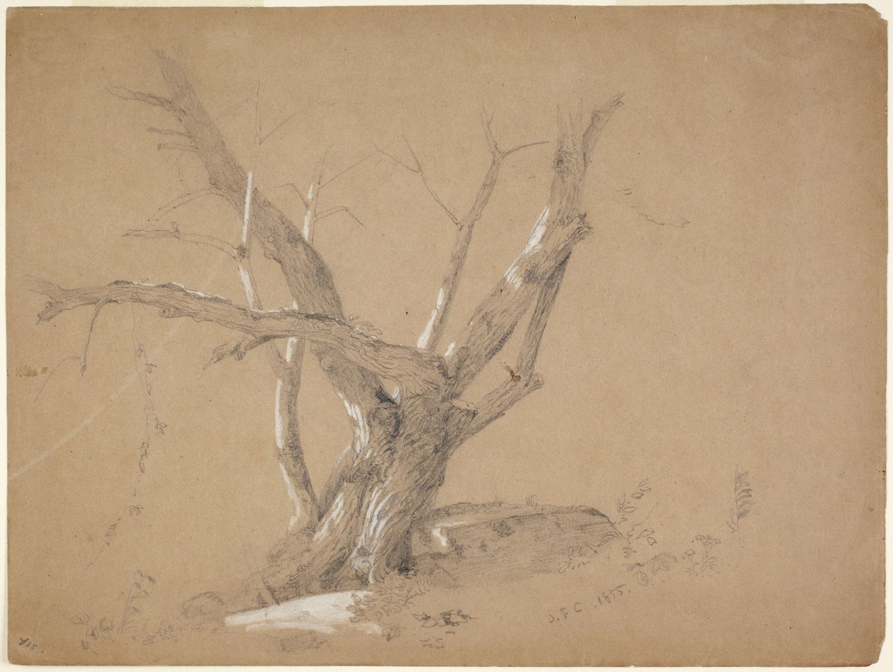 Studio di un albero da Jasper Francis Cropsey